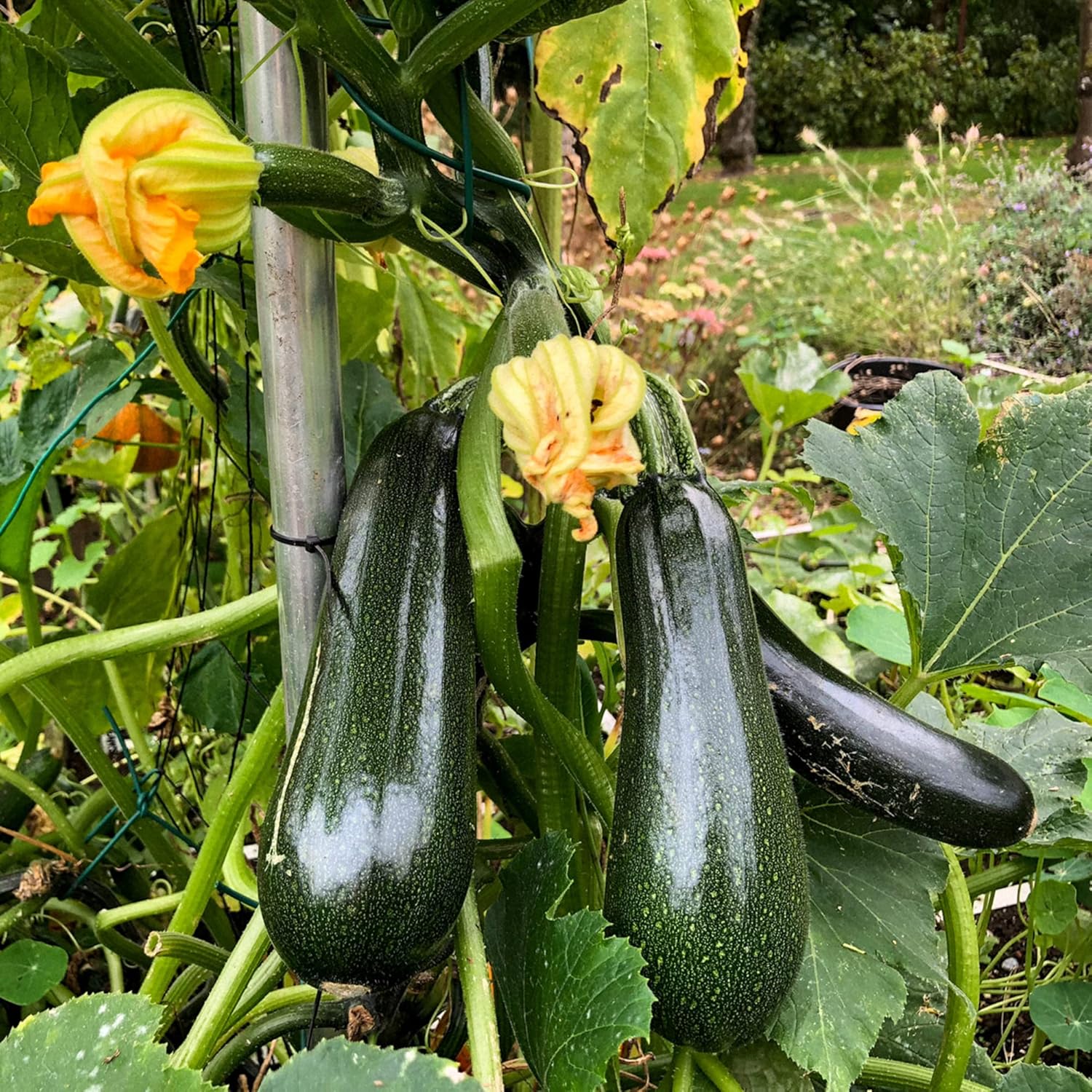 Climbing Zucchini Seeds Courgette Long Cylindrical Fruit Used In Soups Stews And Pasta Dishes