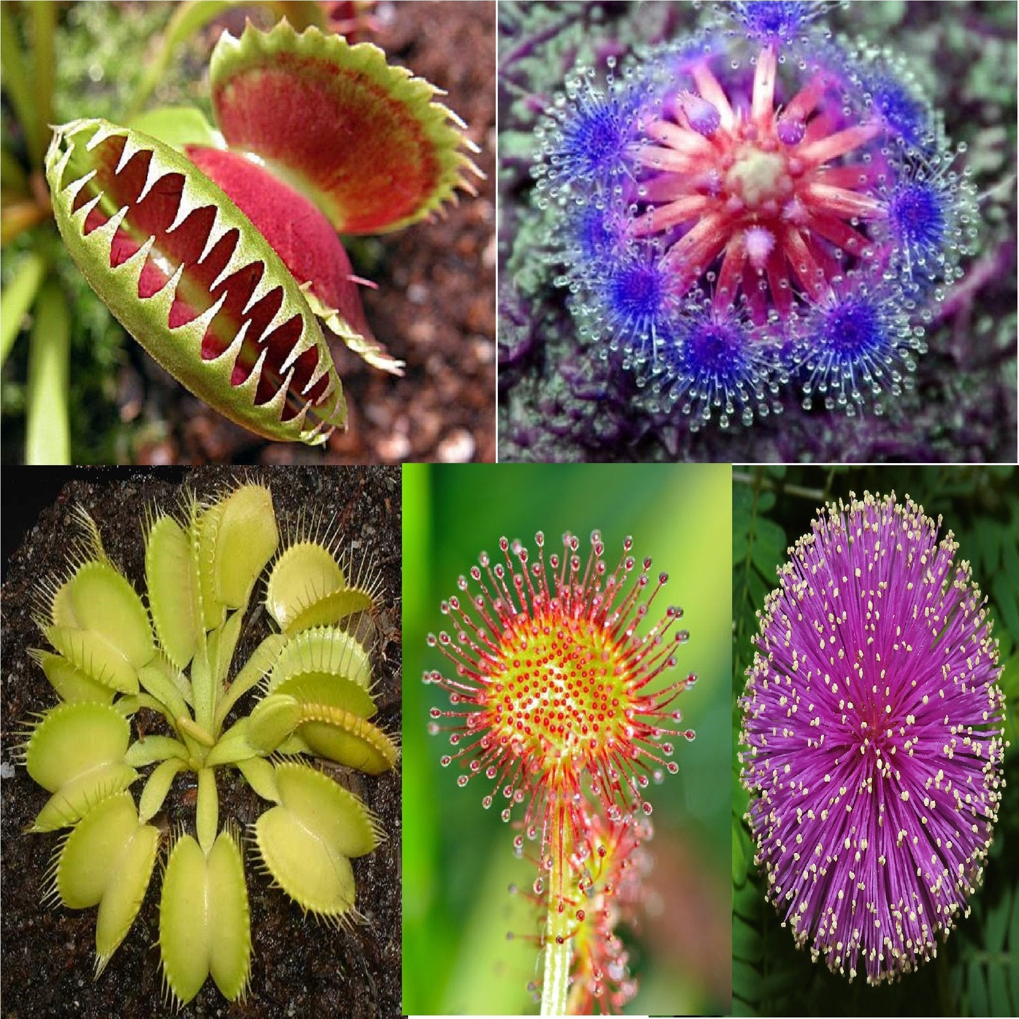 Bonsai Sundew Plant Seeds For Multi-Colour Planting