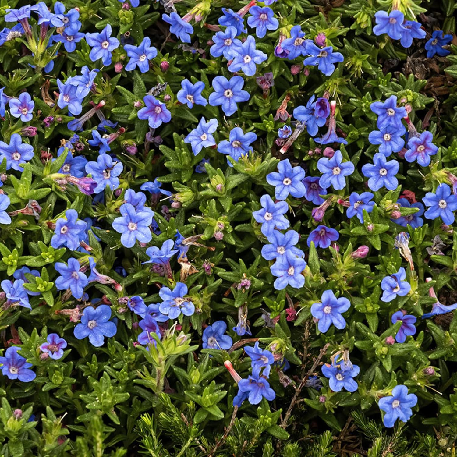 Glandora Diffusa Seeds Lithodora Perennial Hardy Low Maintenance Attracts Butterflies Ground Cover