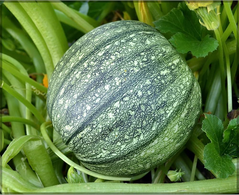 Round Zucchini Summer Squash Cucurbita pepo for planting in vegetable patch