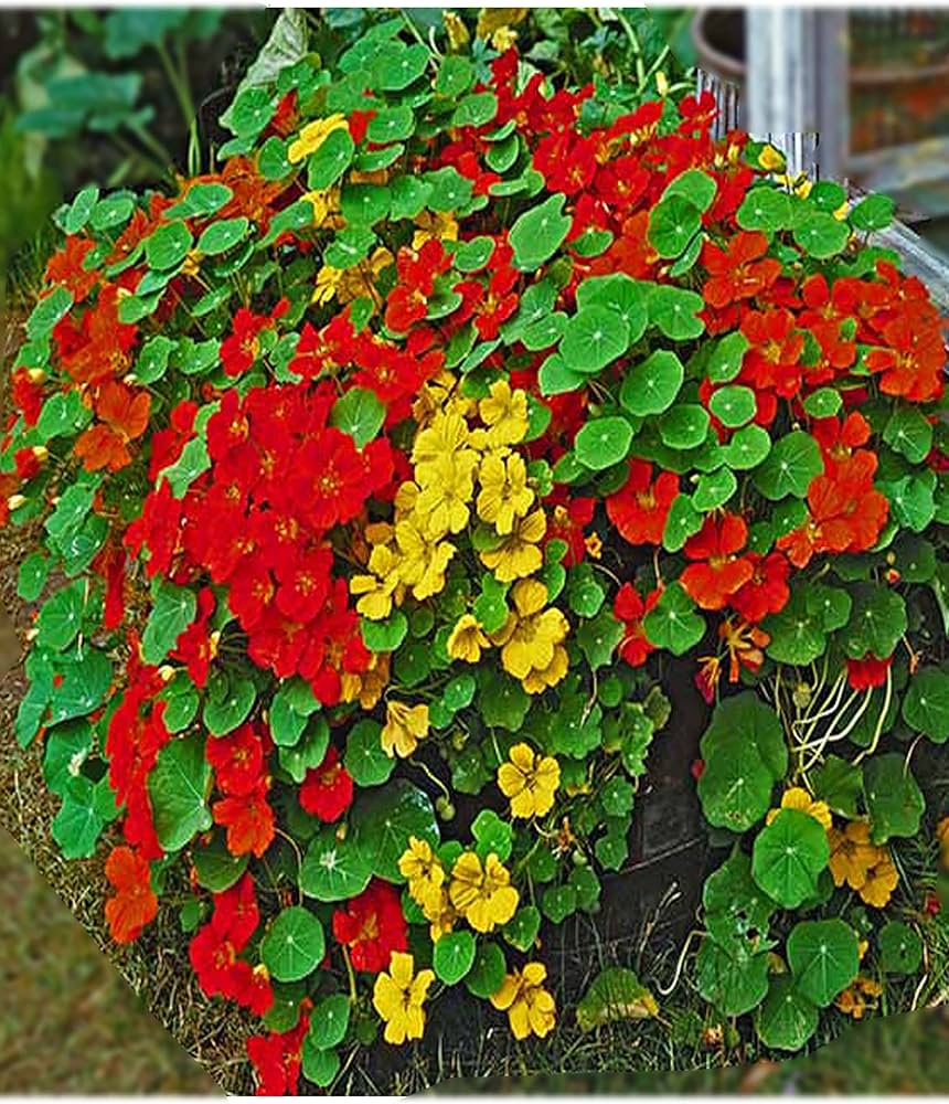Tall Rollier Nasturtium Tropaeolum majus seeds for planting in flower bed