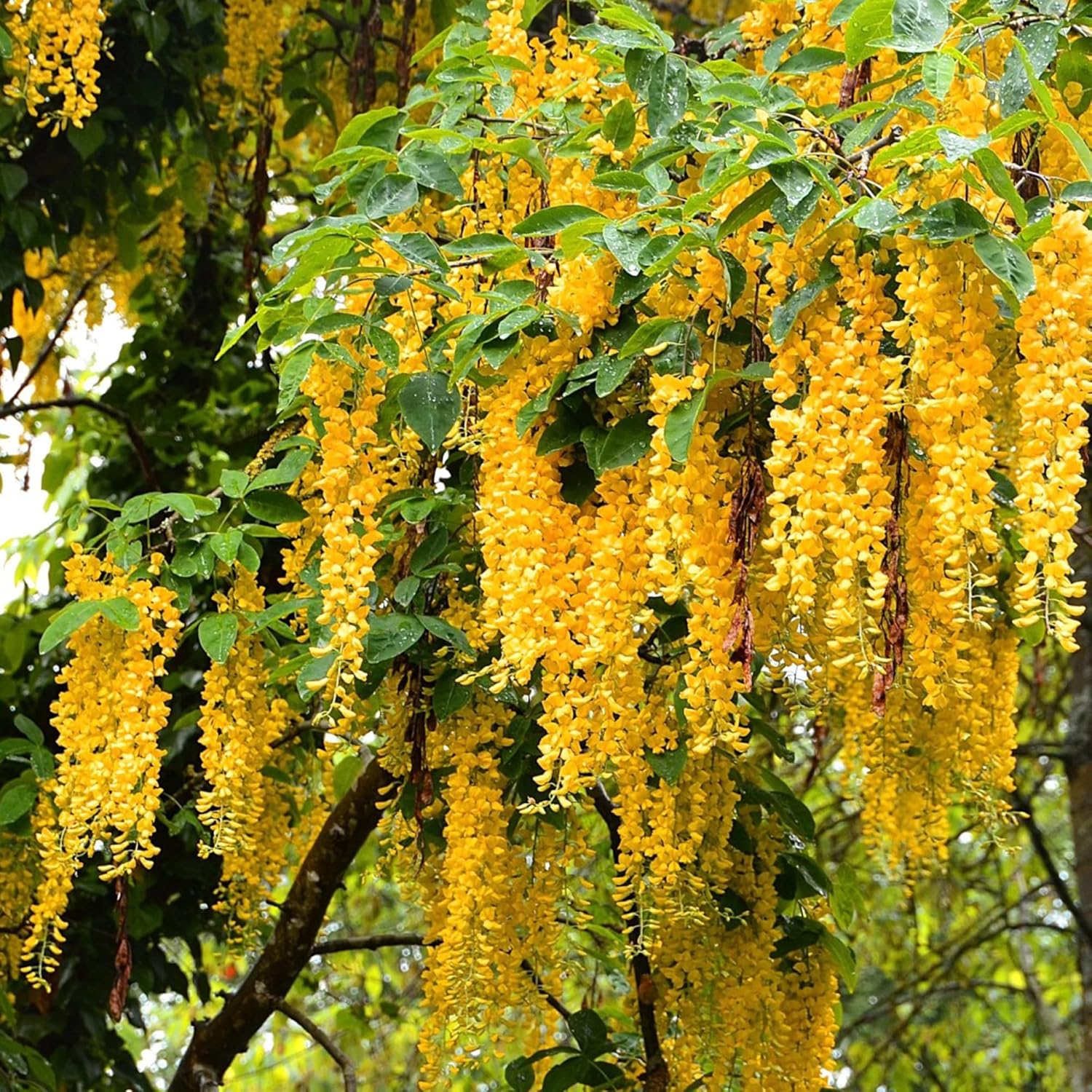 Yellow Wisteria Seeds Sinensis Climbing Woody Vine Fragrant Blooms Ornamental Plant In Gardens And