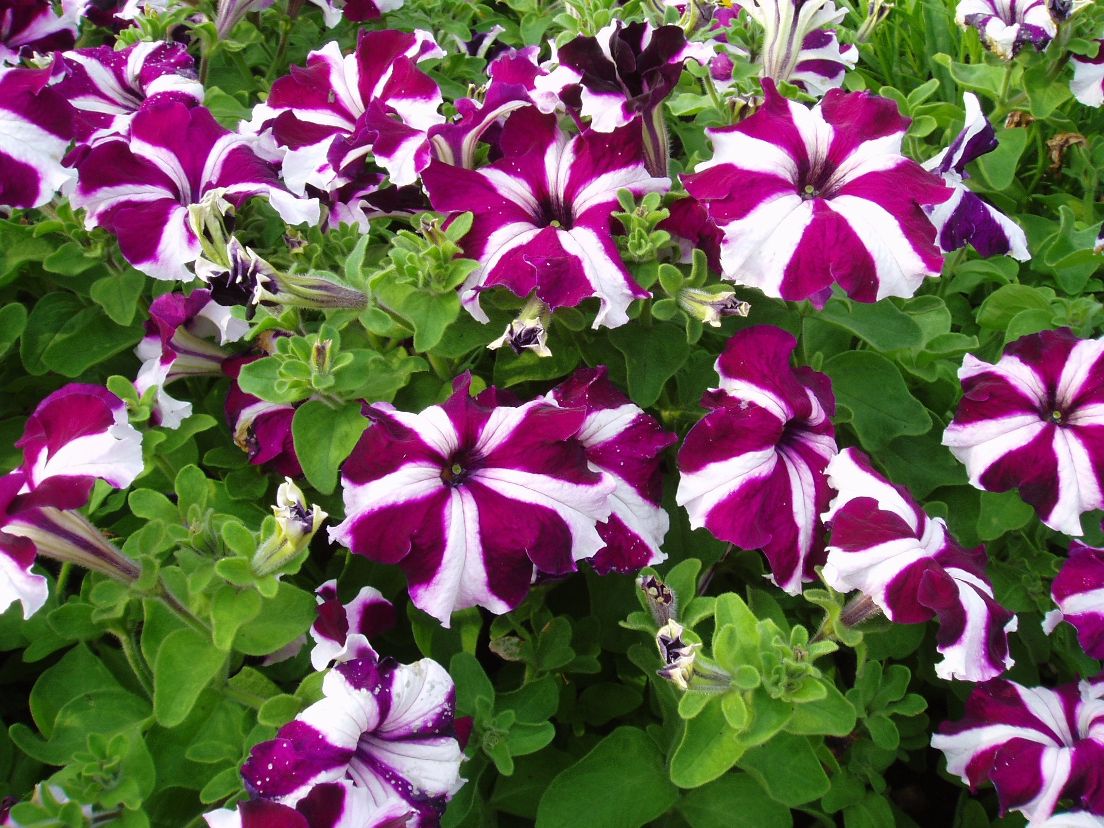 Climbing Petunia Petunia hybrida seeds for planting in trellis garden