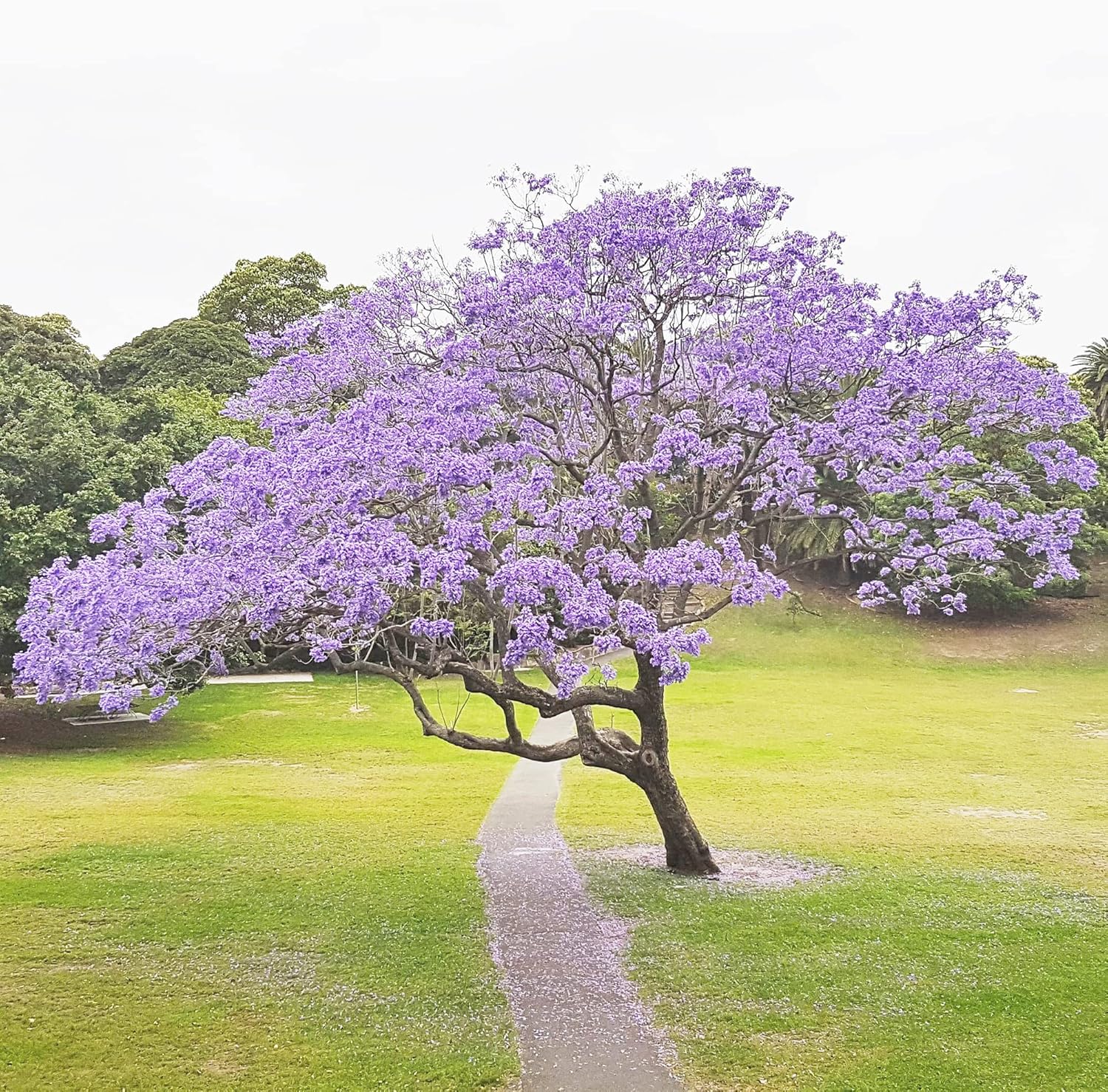 Blue Jacaranda Seeds Mimosifolia Stunning Ornamental Tree Vibrant Flowers Drought Tolerant