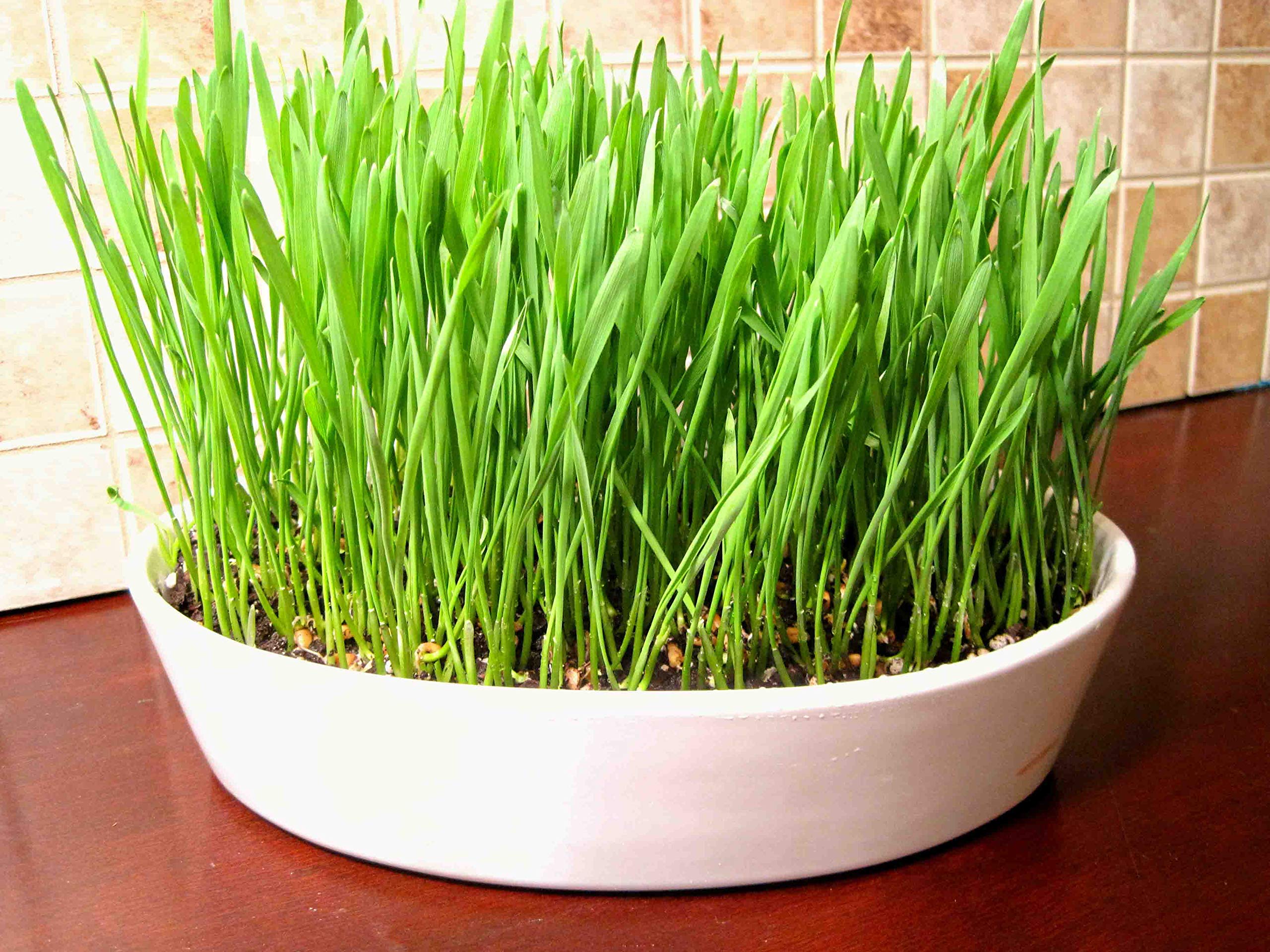 Wheat Grass Triticum aestivum for planting in indoor garden