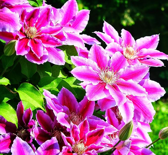 Burgundy Clematis Seeds For Planting Flower