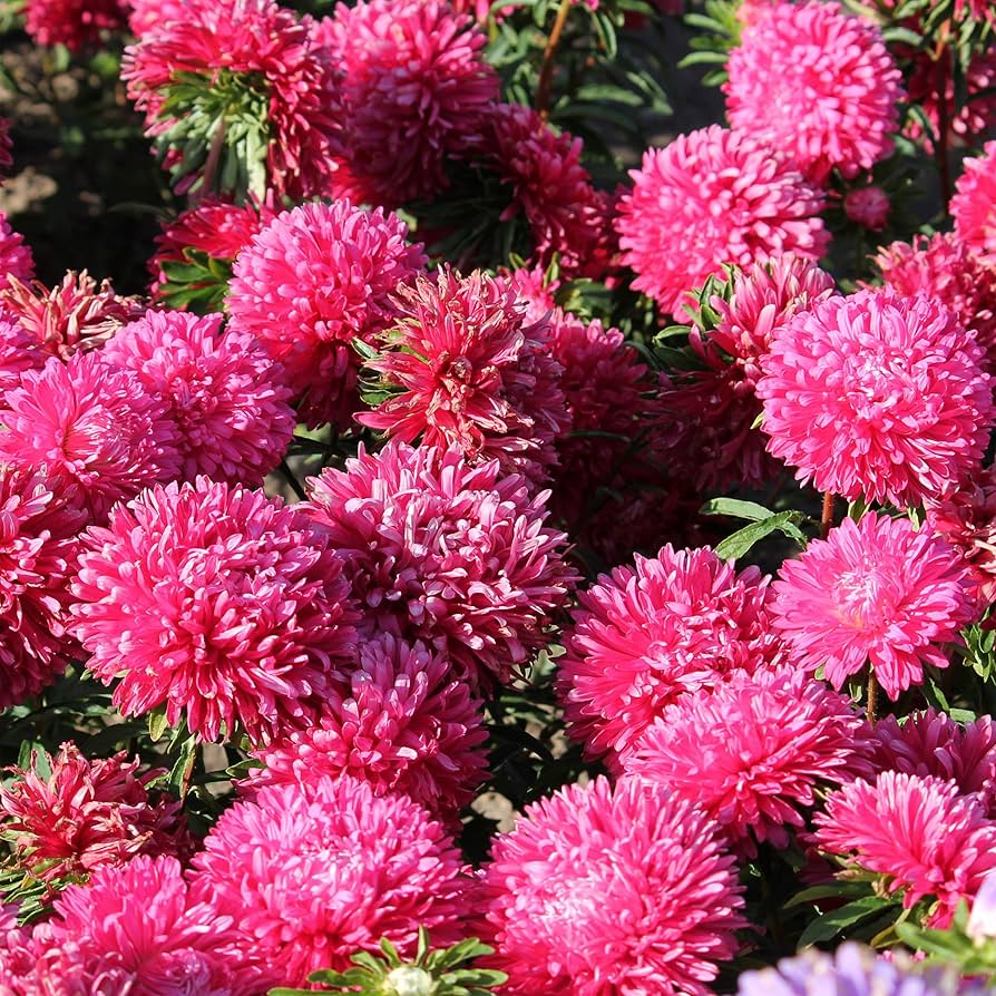 Aster Callistephus chinensis Gremlin Double for planting in flower bed