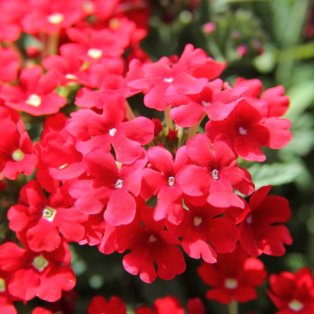 Verbena Hybrida Seeds for beautiful perennial flower blooms