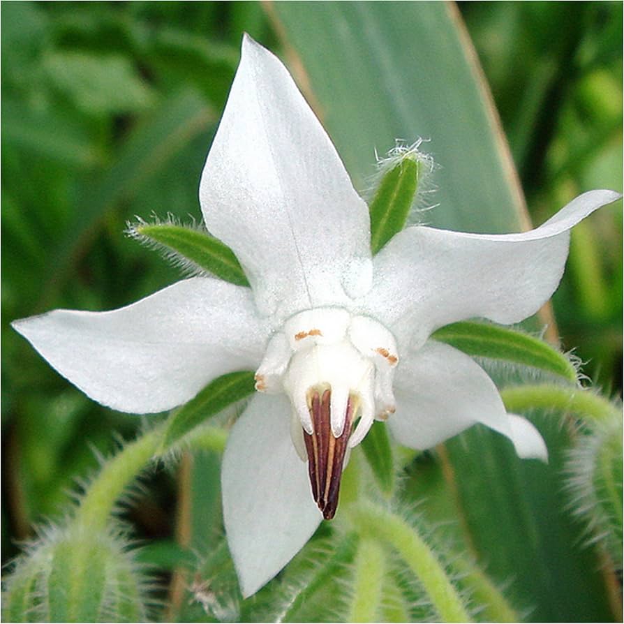 White Borage Flower seeds for Planting - Garden Favorite, Heirloom & GMO Free Seeds for Home Garden
 
 Sale seeds for planting in home garden