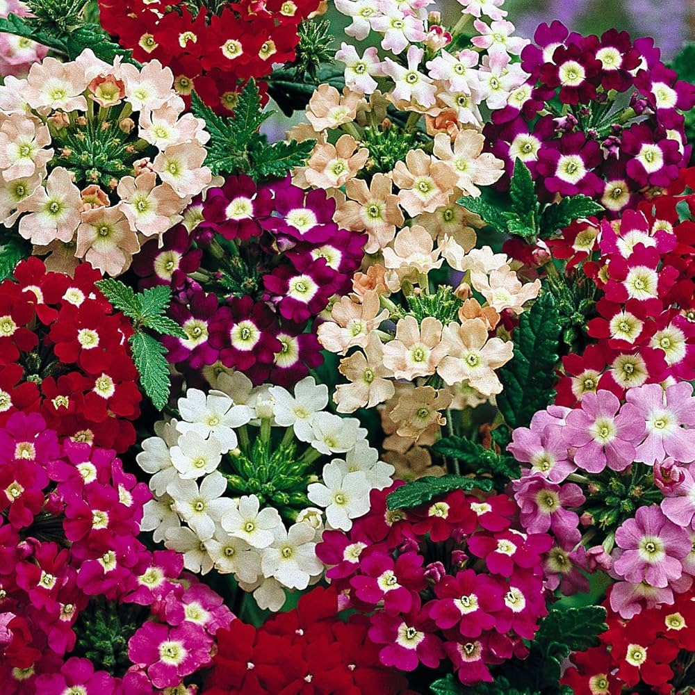 Verbena Hybrida Seeds for planting in flower bed