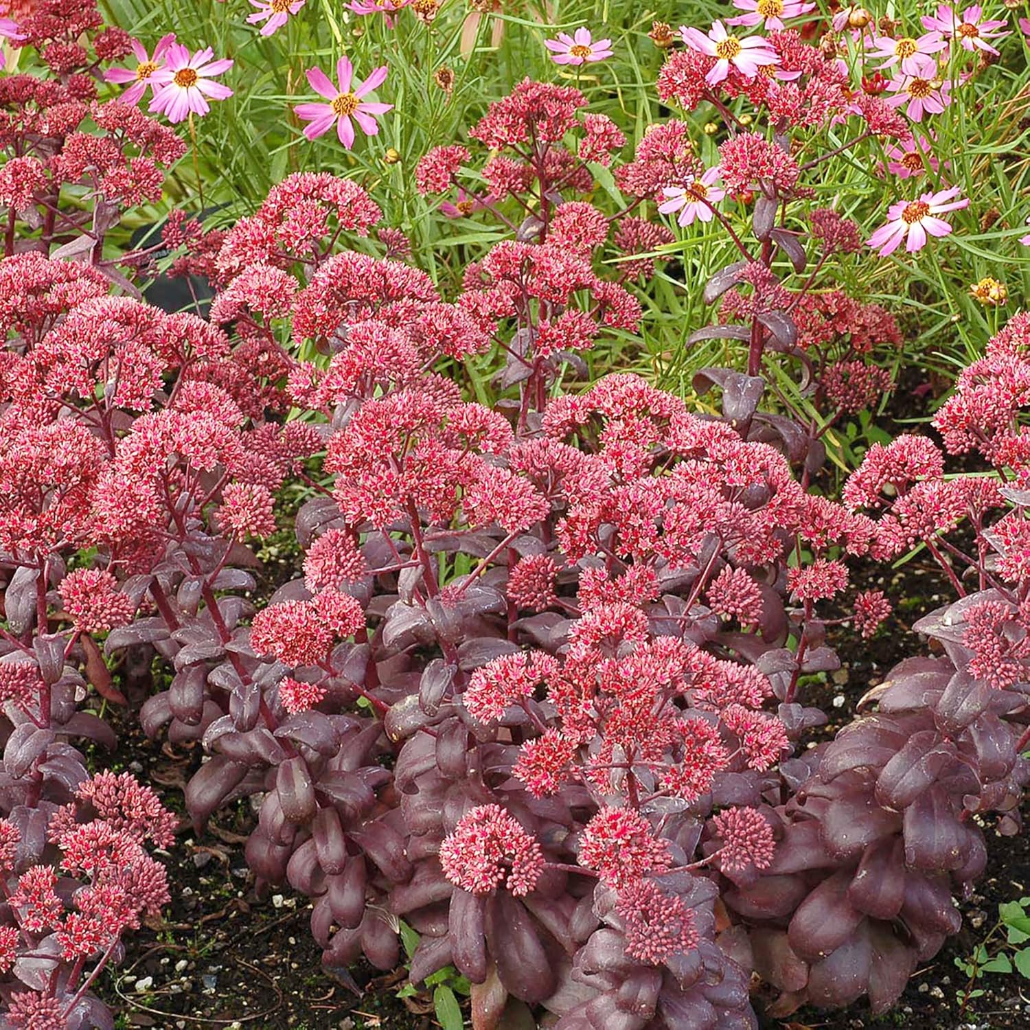 Sedum Seeds Showy Stonecrop Border Perennial Cut Flowers Deer & Rabbit Resistant Drought Tolerant