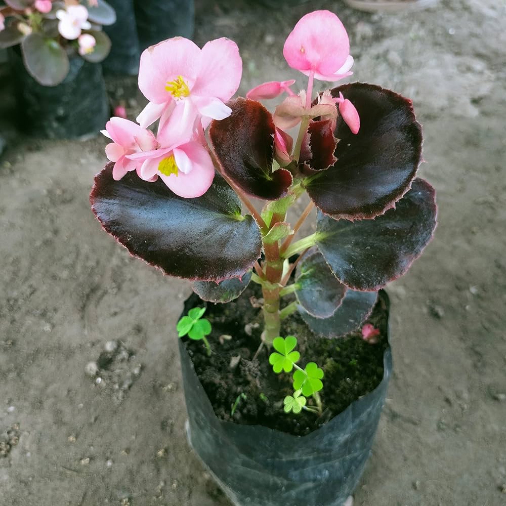 Begonia Hardy Grandis Begonia grandis for planting in shaded garden