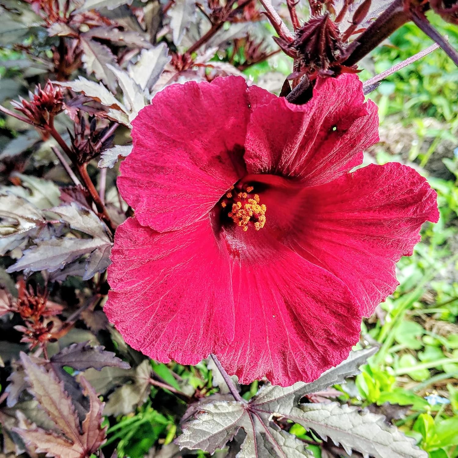 Cranberry Hibiscus Seeds Acetosella Low-Maintenance Attractive Deeply Lobed Edible Leaves Culinary