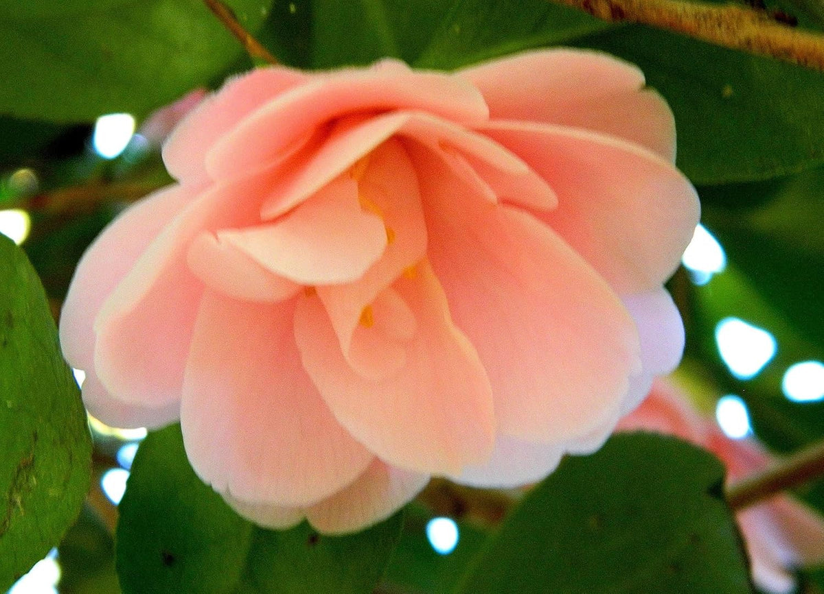 Camellia Peach Flower seeds for Planting Bright Blooms Heirloom & GMO Free Seeds for Home Garden 
 
 Sale seeds for home garden planting