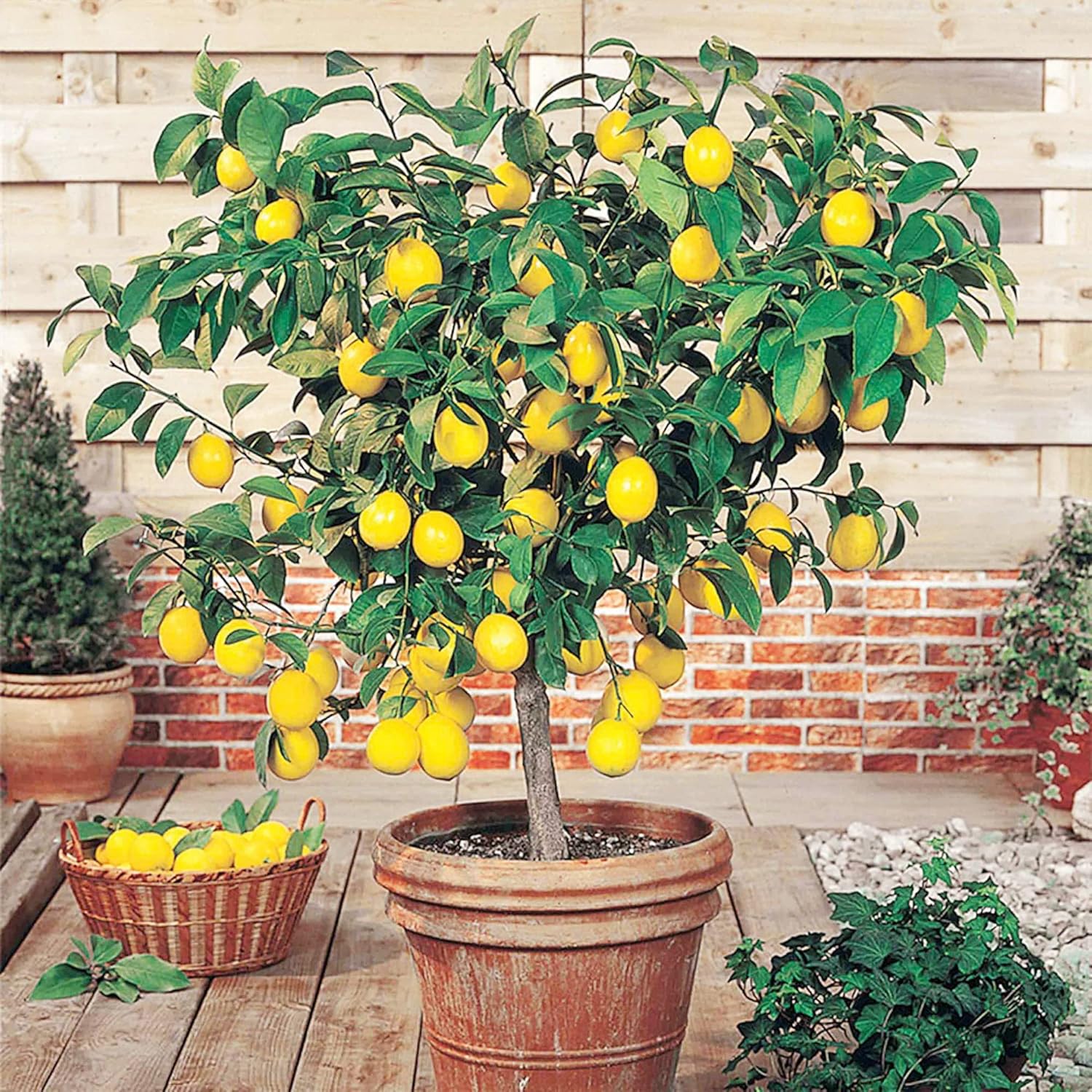 Meyer Dwarf Lemon Tree Seeds Fragrant Broadleaf Evergreen Low Maintenance Attract Bees &