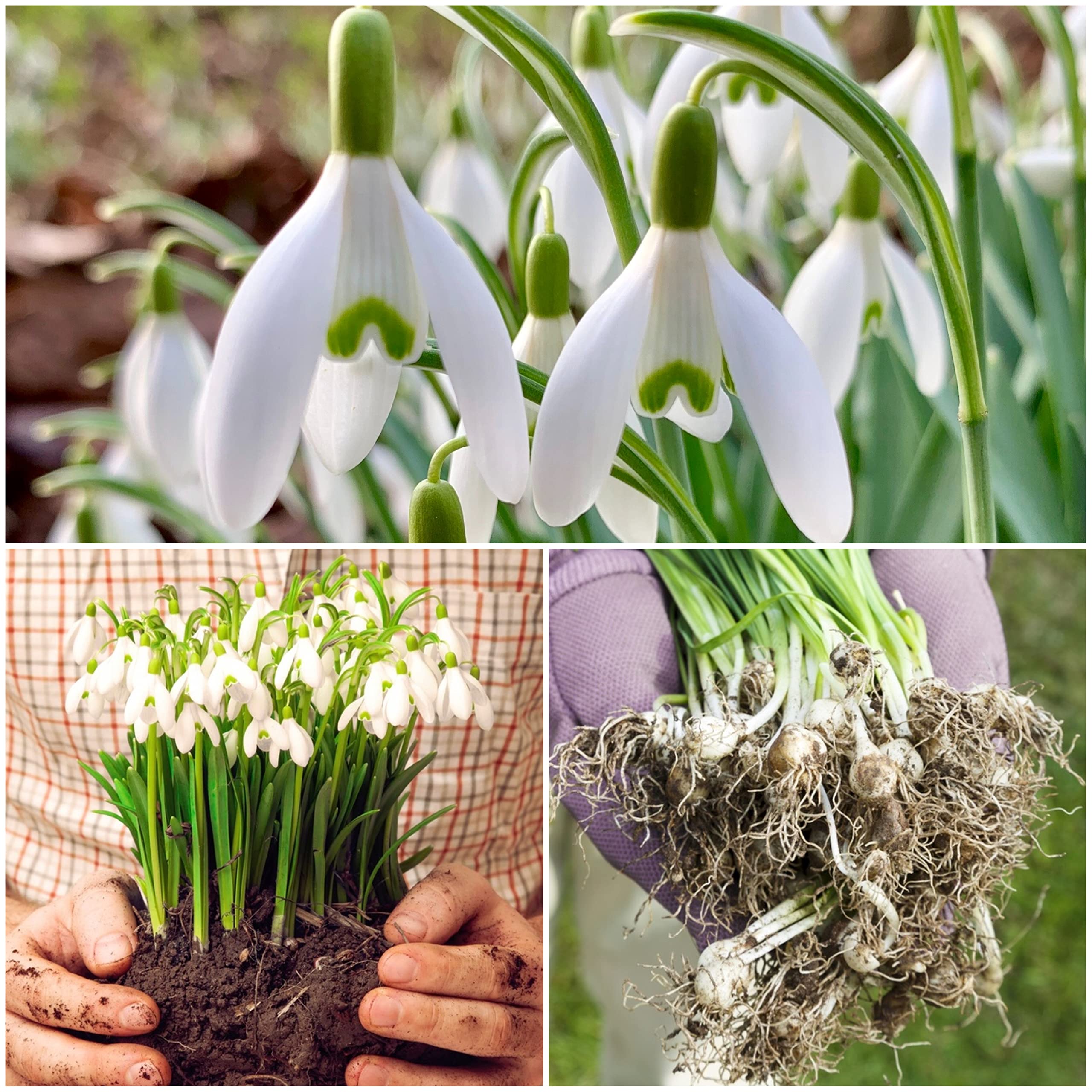Galanthus Nivalis for planting in woodland garden