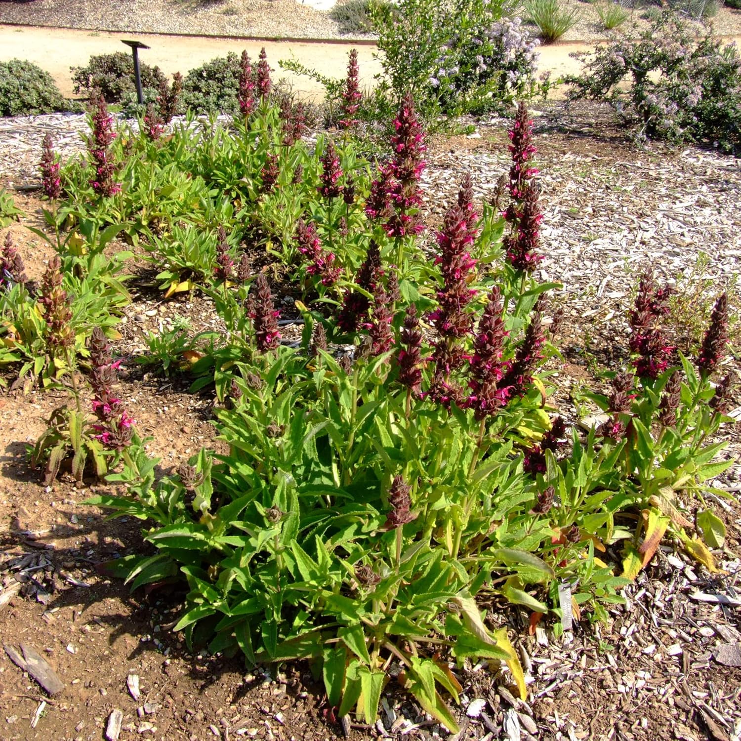 Salvia Spathacea Seeds Hummingbird Sage Perennial Low Maintenance Fragrant Deer & Drought Resistant