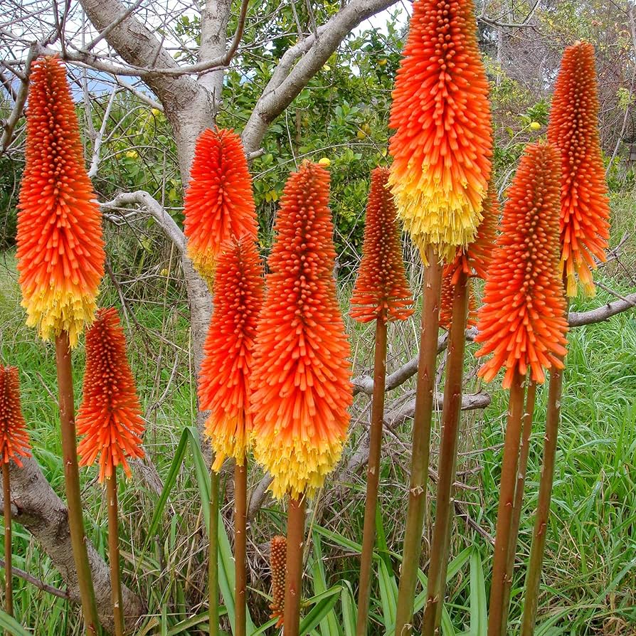 Torch Lily Kniphofia uvaria for planting in garden