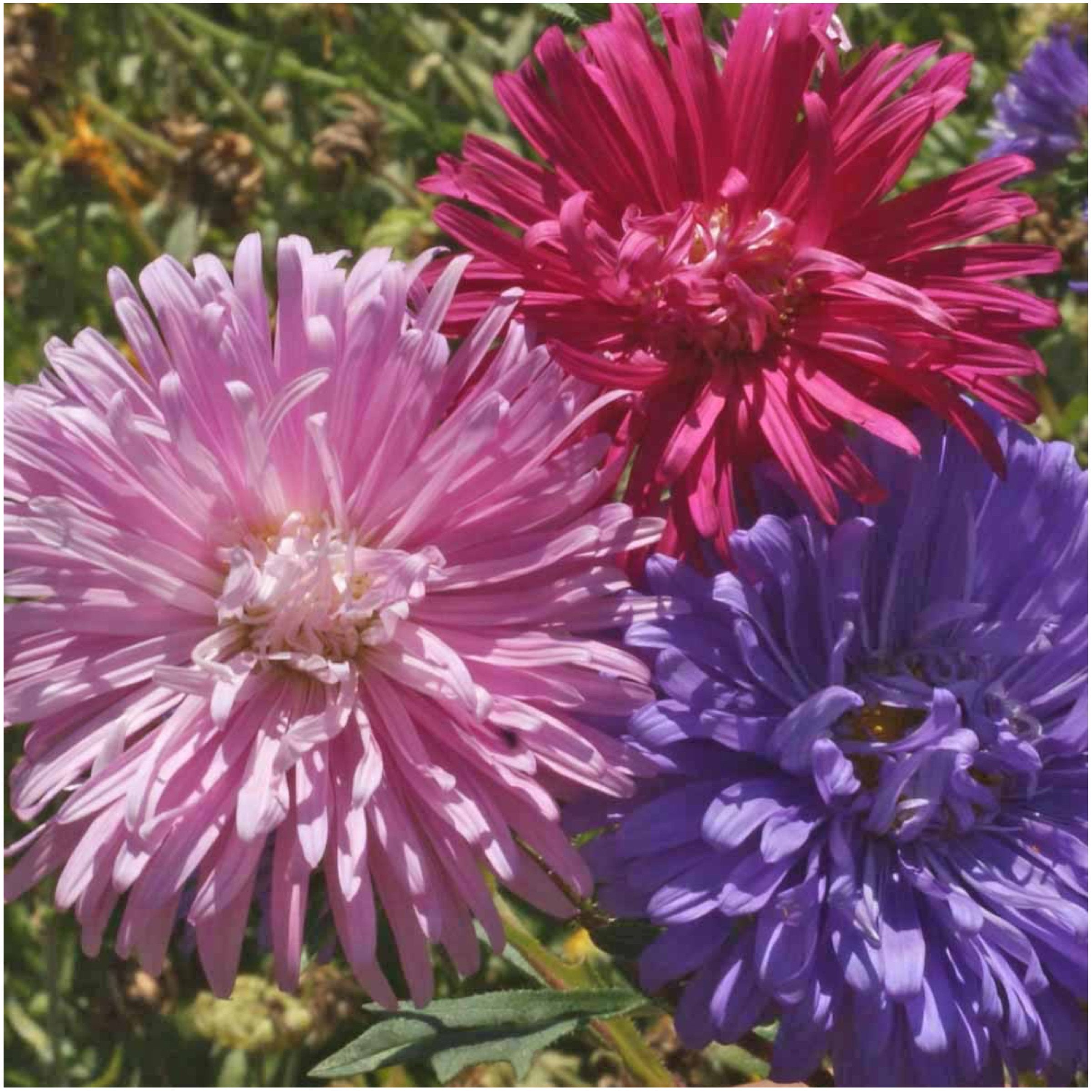 Ostrich Plume Aster Cut Flower Mix Annual Seeds