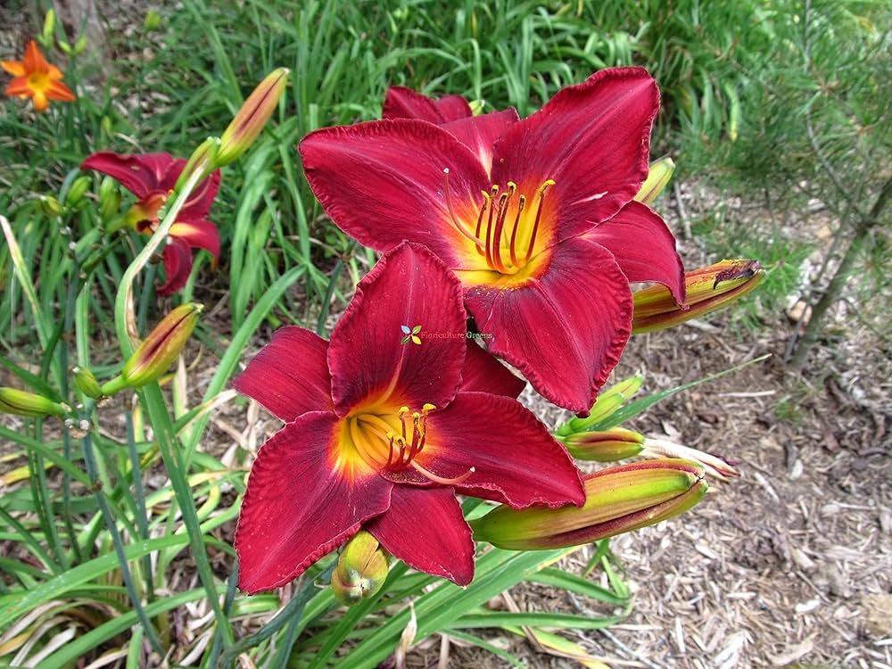 Daylily Keep the Faith Reblooming for garden