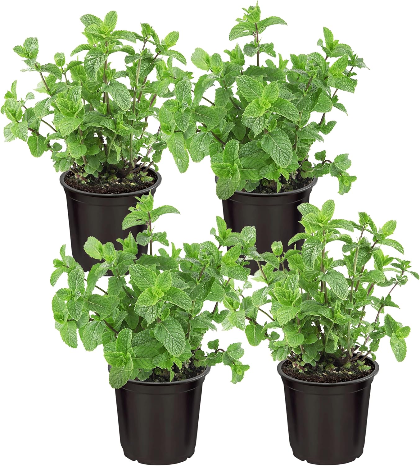 Peppermint Mentha piperita for planting in herb garden