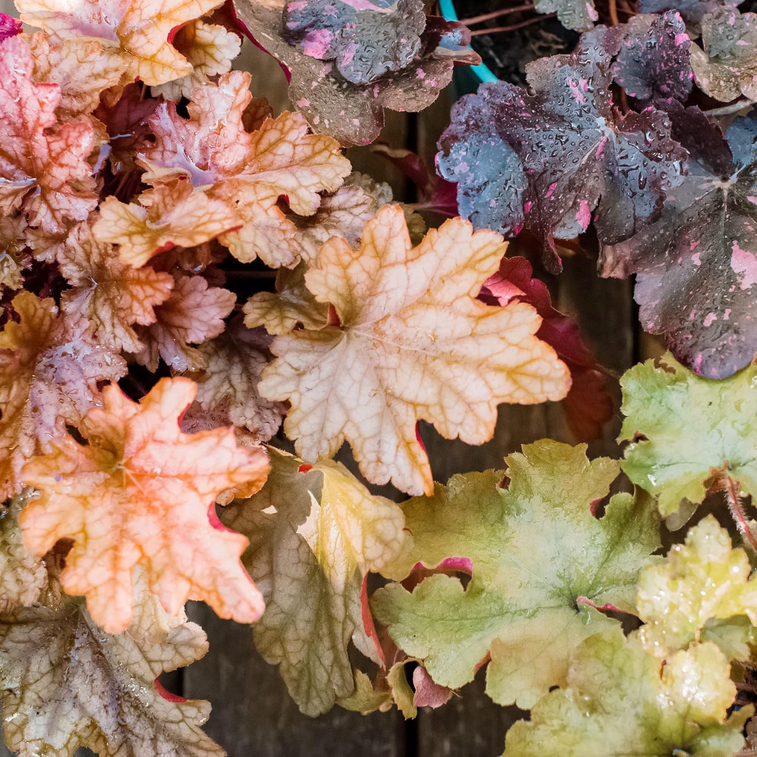 Coral Bells Seeds Alumroot Rock Geranium Heuchera Perennial Cut Flowers Showy Evergreen Deer & Salt