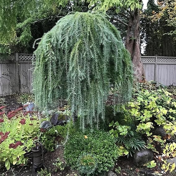 Weeping Larch Tree Seeds For Planting: Embrace The Elegance Of Unique Deciduous Trees In Your Garden