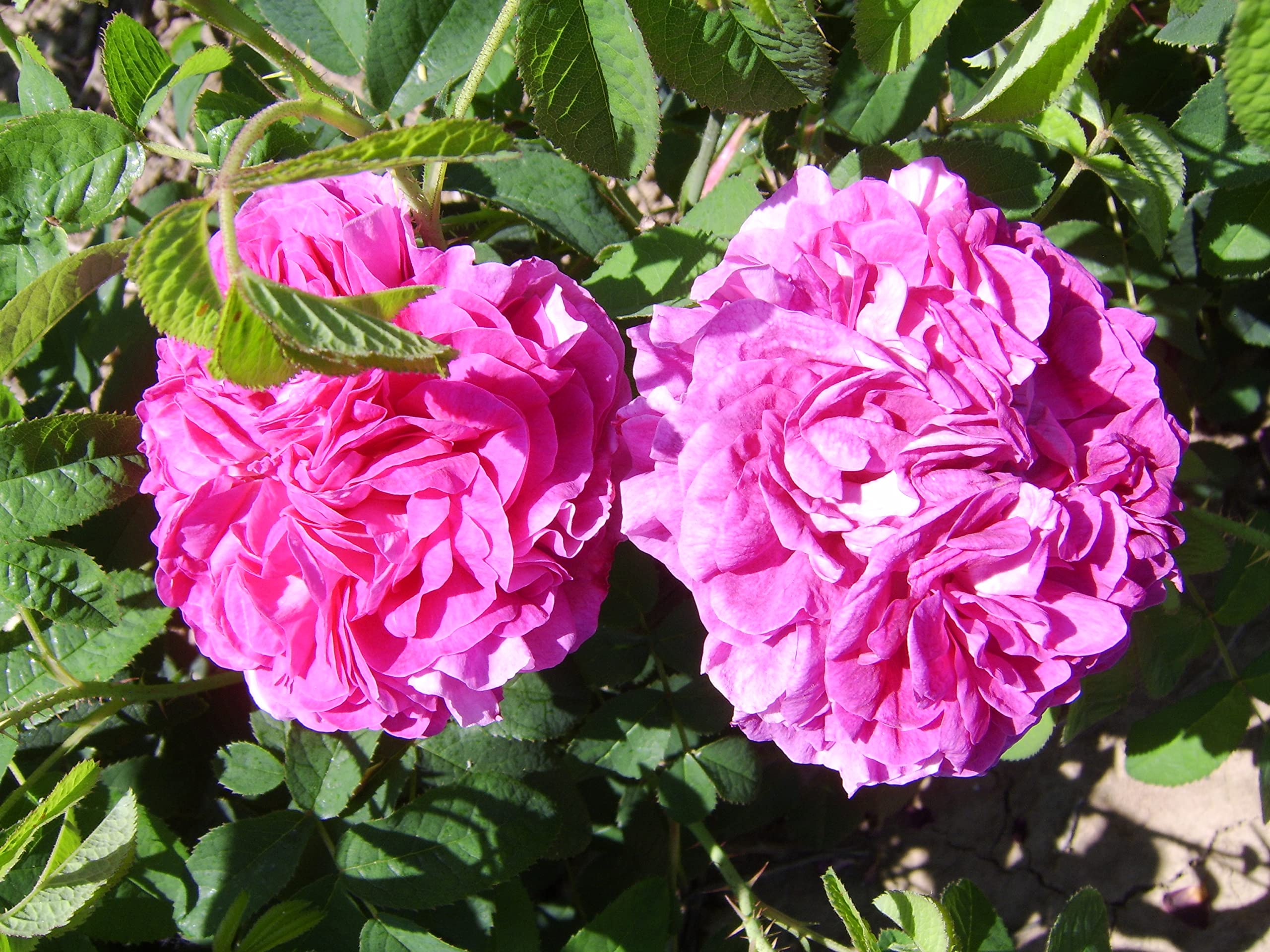 Charles de Mills Rose Rosa gallica for planting in flower bed