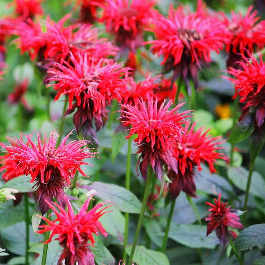 Beebalm Monarda didyma for planting in pollinator garden