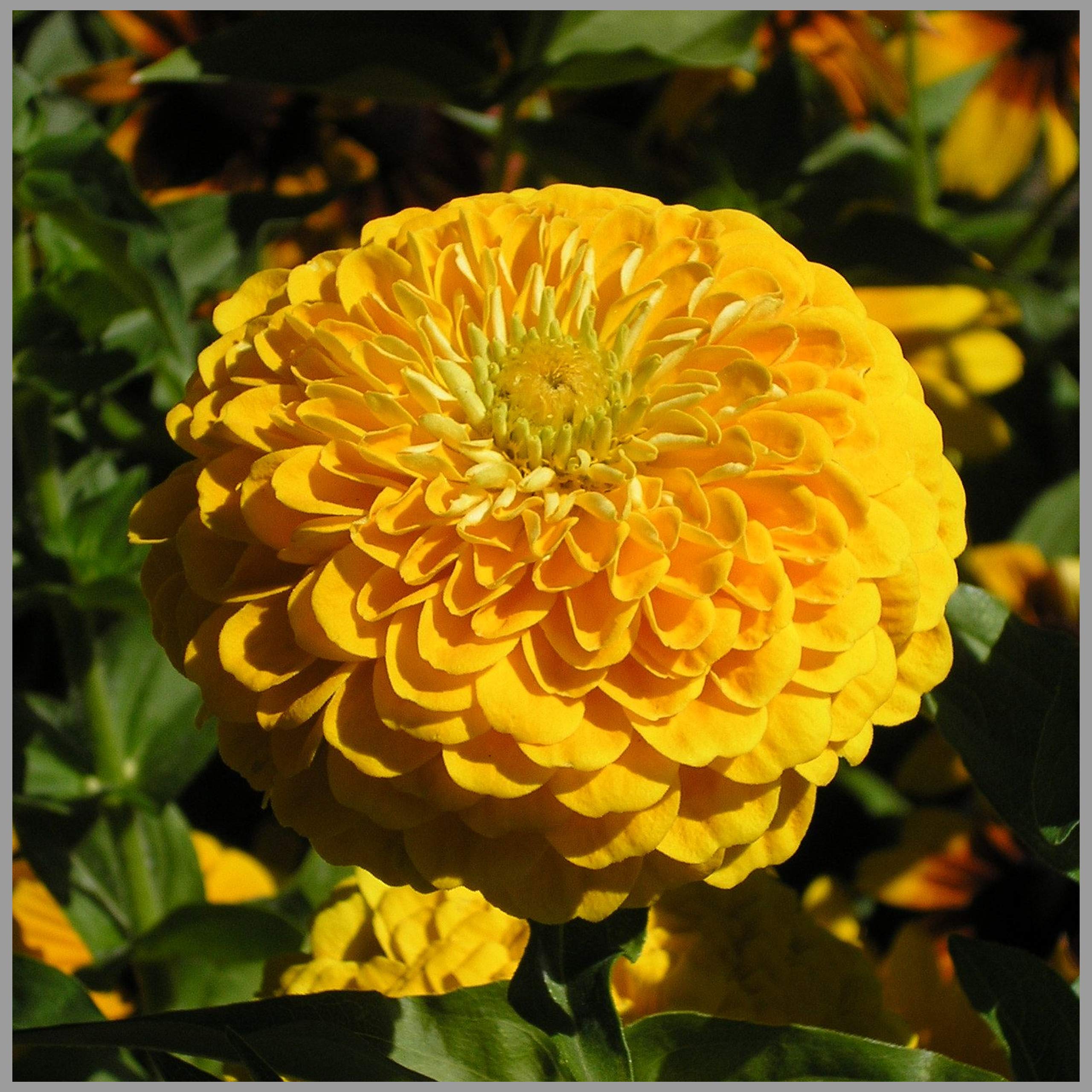 Yellow Zinnia Zinnia elegans for planting in urban garden