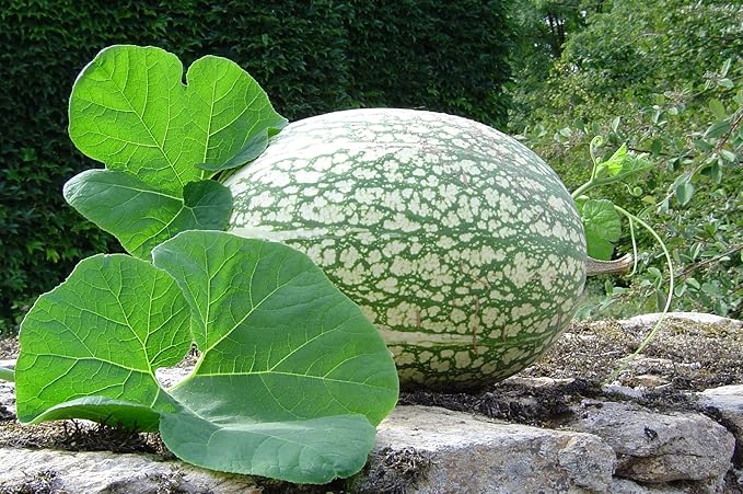 Shark Fin Melon Fruit Benincasa hispida for planting in vegetable patch