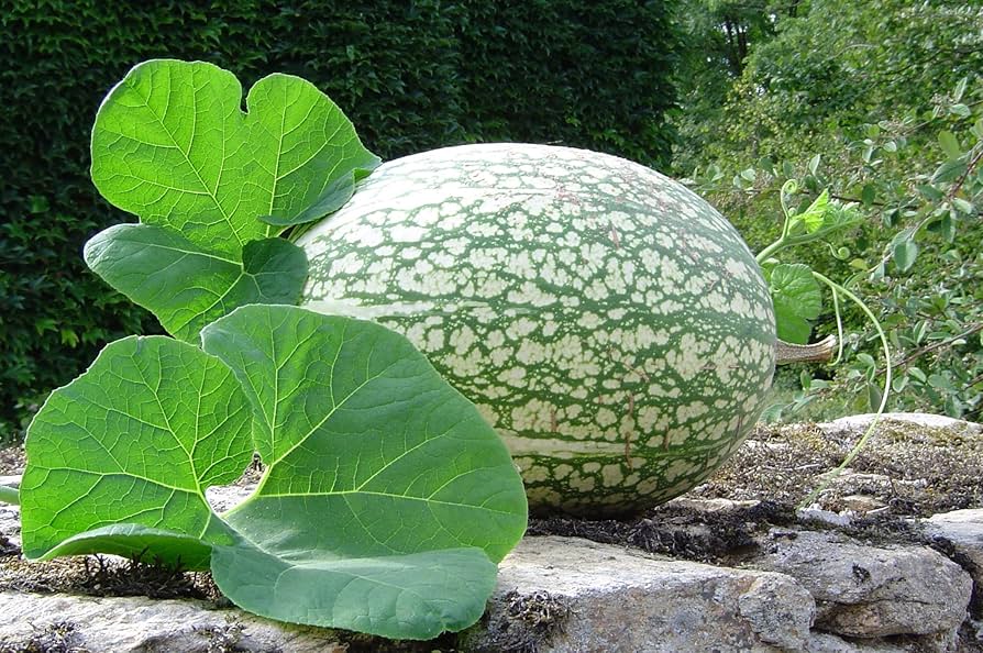 Shark Fin Melon Cucumis melo for planting in vegetable patch