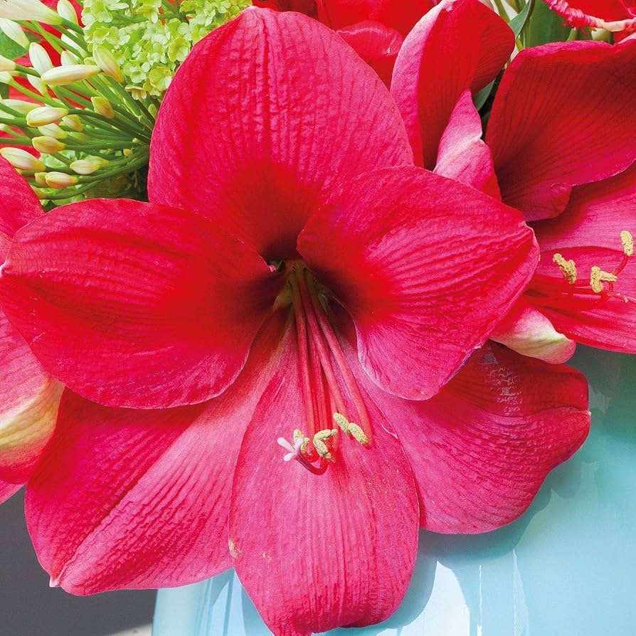 Amaryllis Barbados Flower Seeds For Stunning Dark Pink Blooms In Your Garden