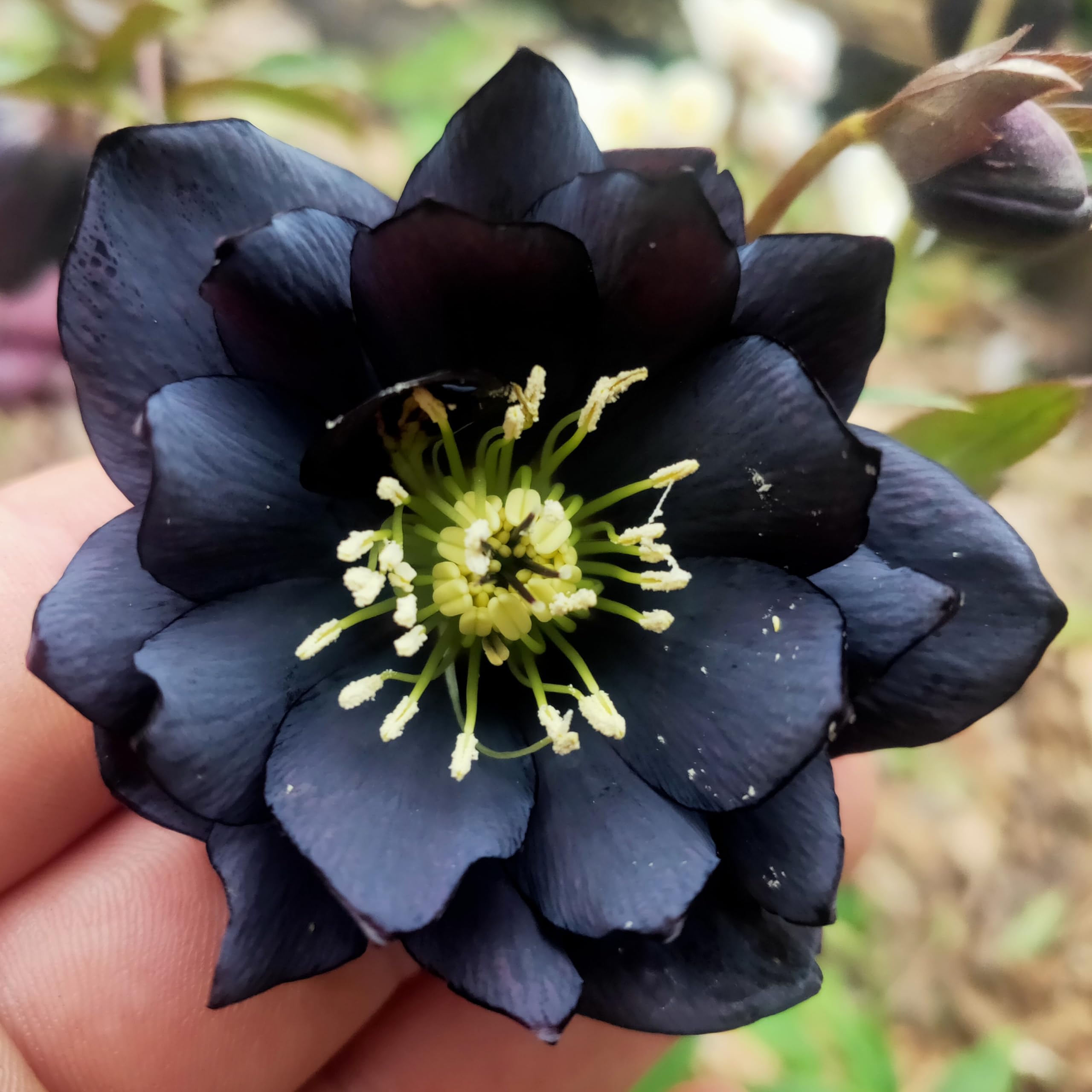 Black Louts Flower Seeds Planting Guide