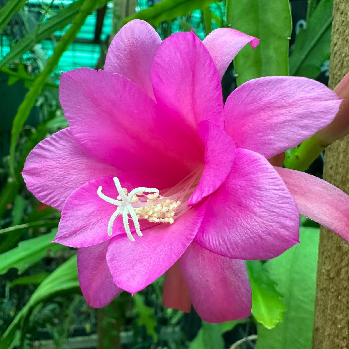 Chiapasia Nelsonii Flower seeds for Planting Seasonal Bloomer Heirloom & GMO Free Seeds for Home Garden 
 
 Sale seeds for home garden planting