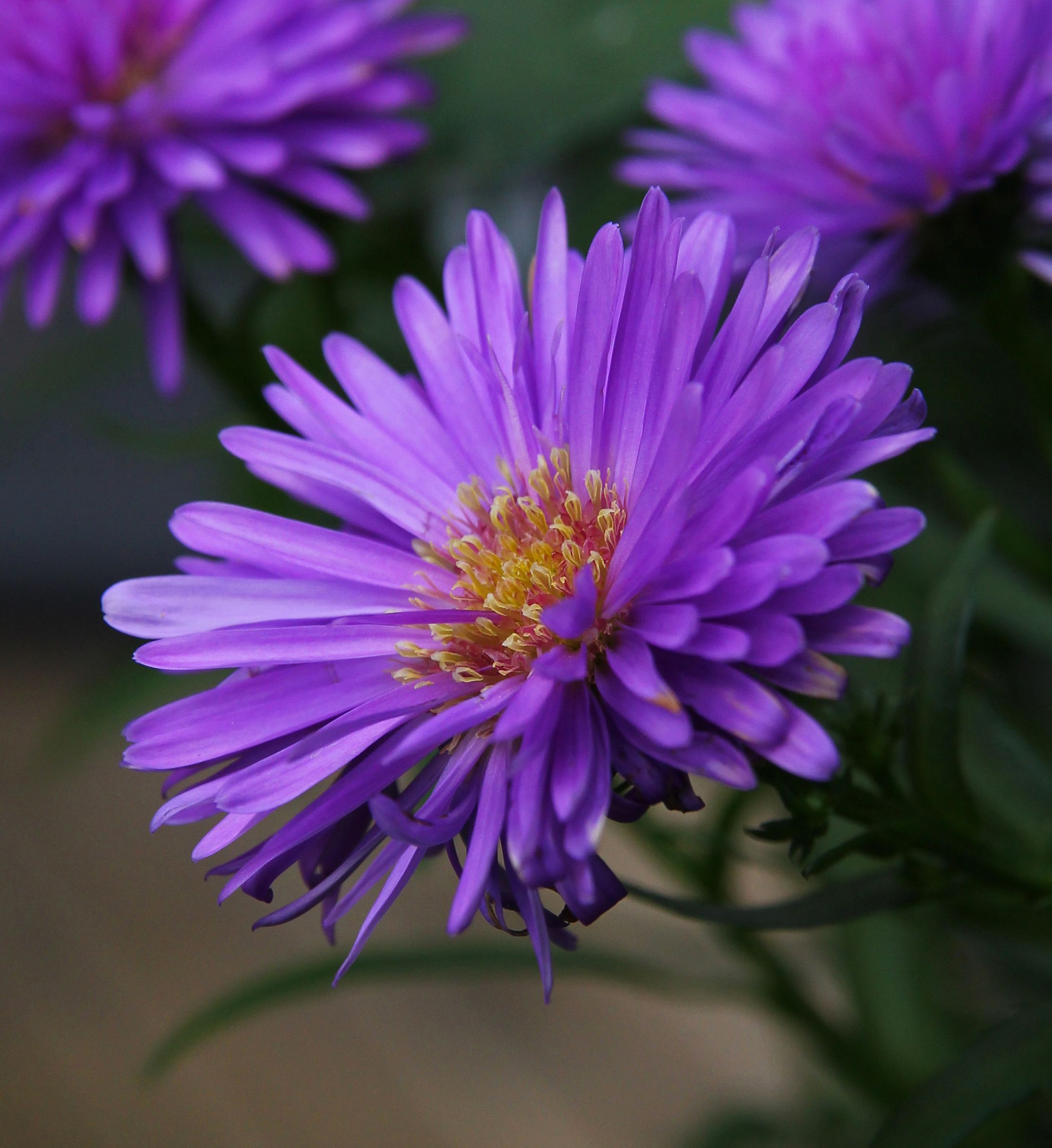 Purple Aster Flower Seeds For Planting | Exotic Elegance Bold Gardens