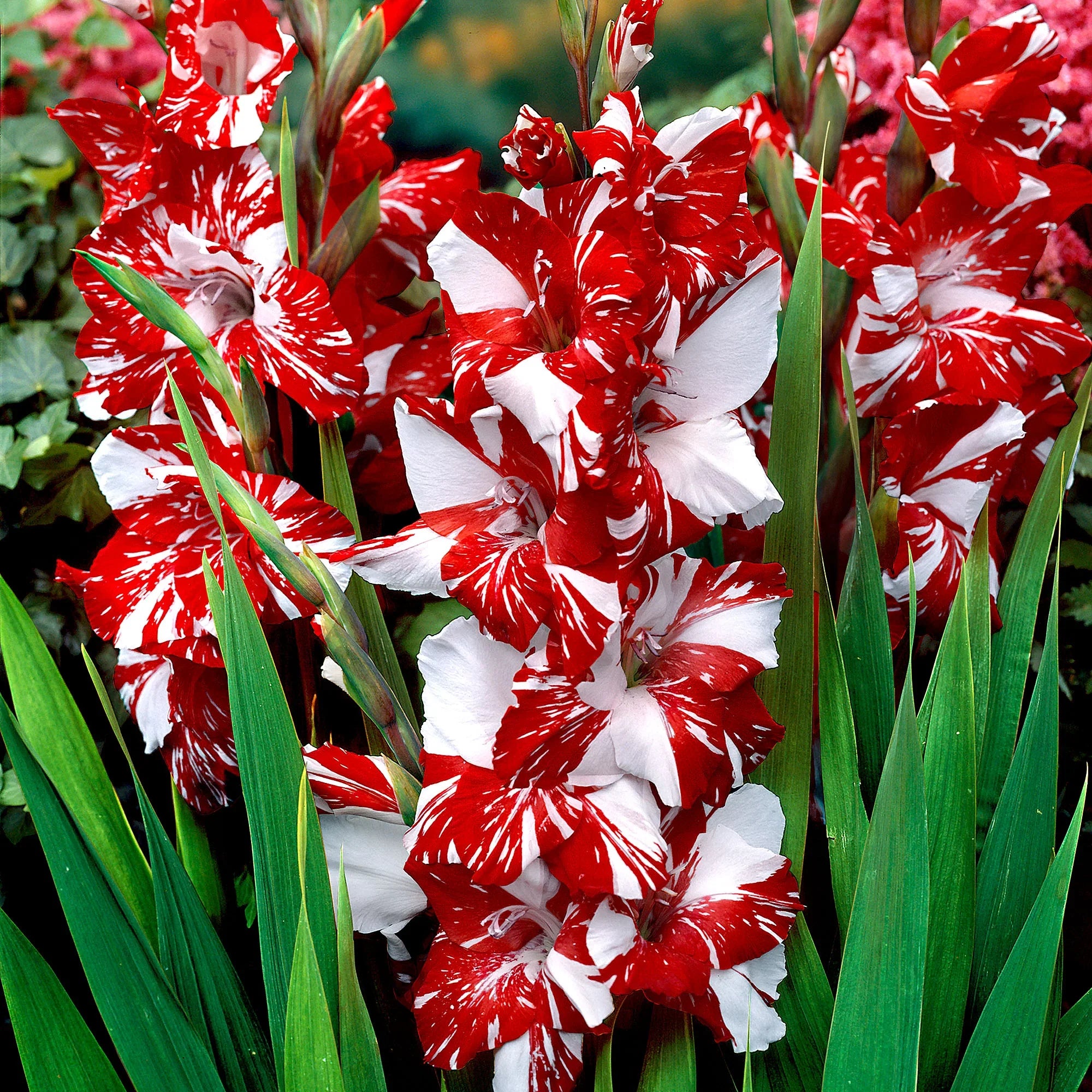 Red And White Gladiolus Flower Seeds For Planting: Premium Quality Bulbs Stunning Garden Displays