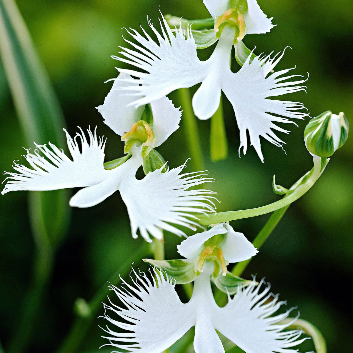 White Orchid Garden Terrace Flower seeds for Planting - Cut Flower Favorite, Heirloom & GMO Free Seeds for Home Garden
 
 Sale seeds for planting in home garden