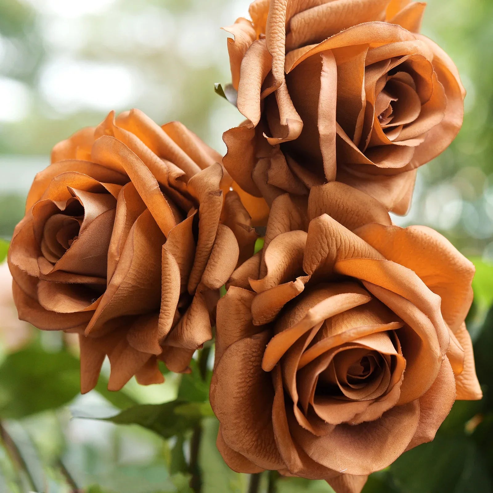 Rose Flower Seeds Brown Planting