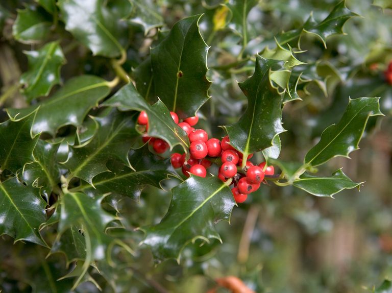 Holly Bush Plant Seeds & Planting Kit