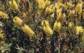 Alpine Bottlebrush Flower Seeds For Planting