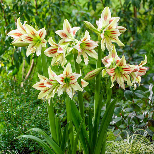 Heirloom (Heirloom Hippeastrum) seeds for planting in home garden