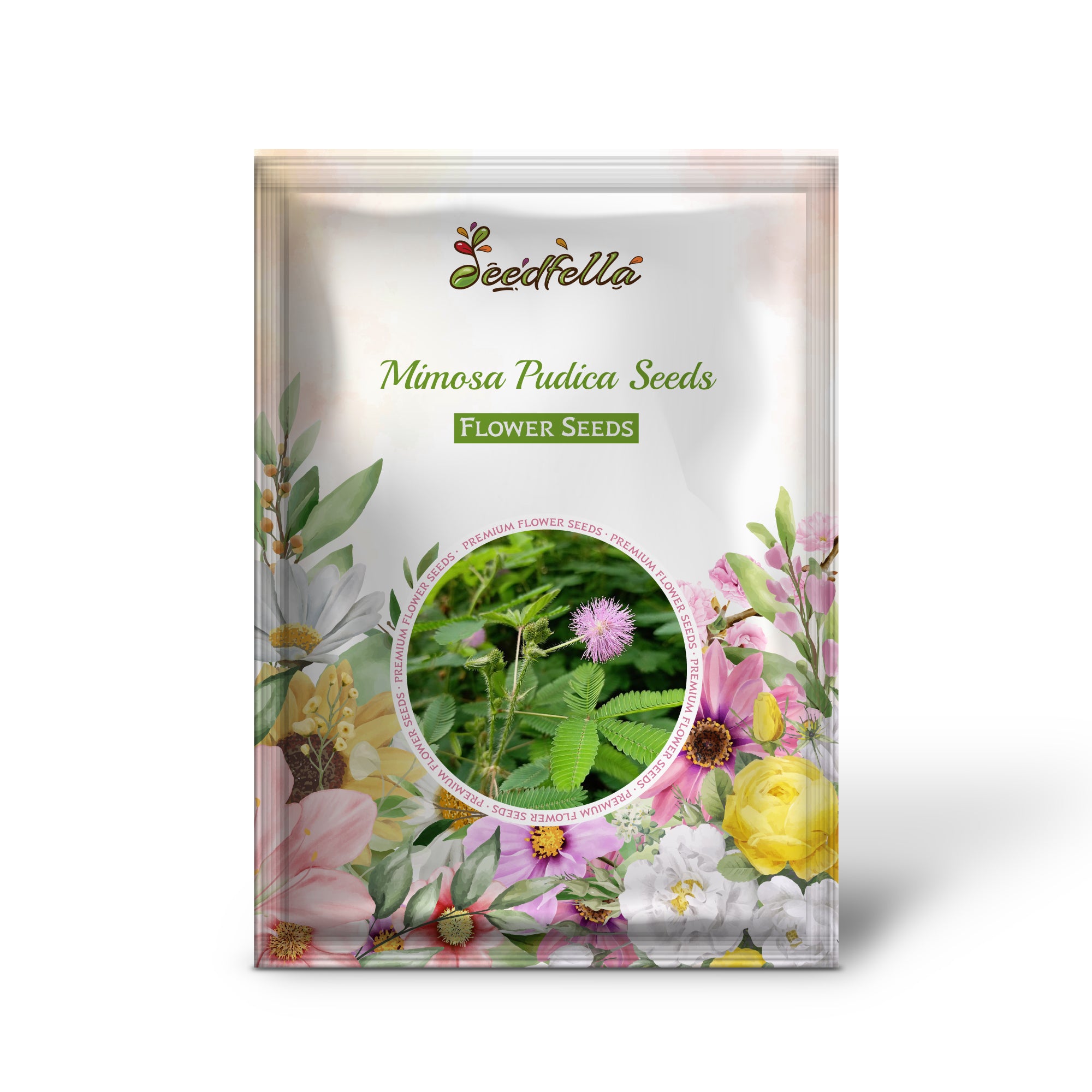 بذور ميموزا بوديكا للزراعة: بذور النبات الحساس