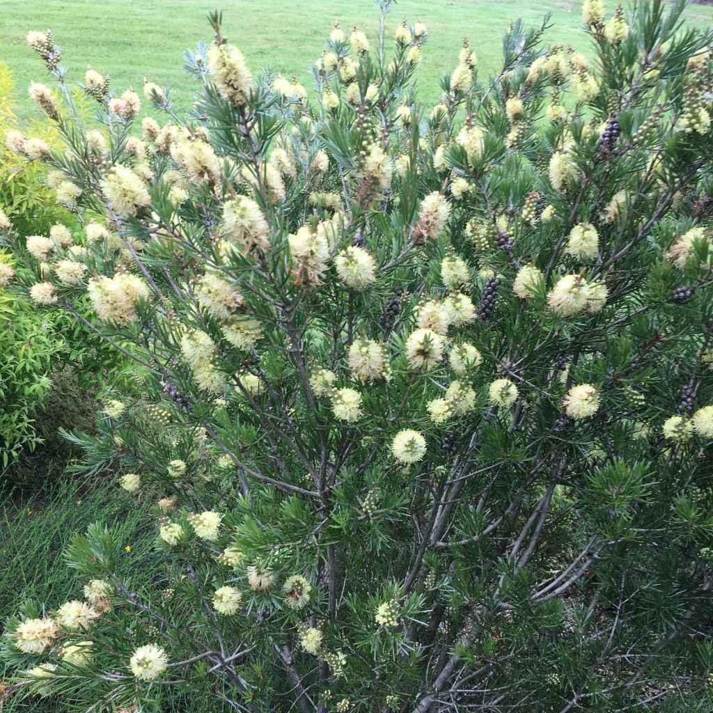 Alpine Bottlebrush Flower Seeds For Planting