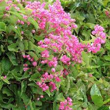 Antigonon Flower Seeds - Easy To Plant & Grow