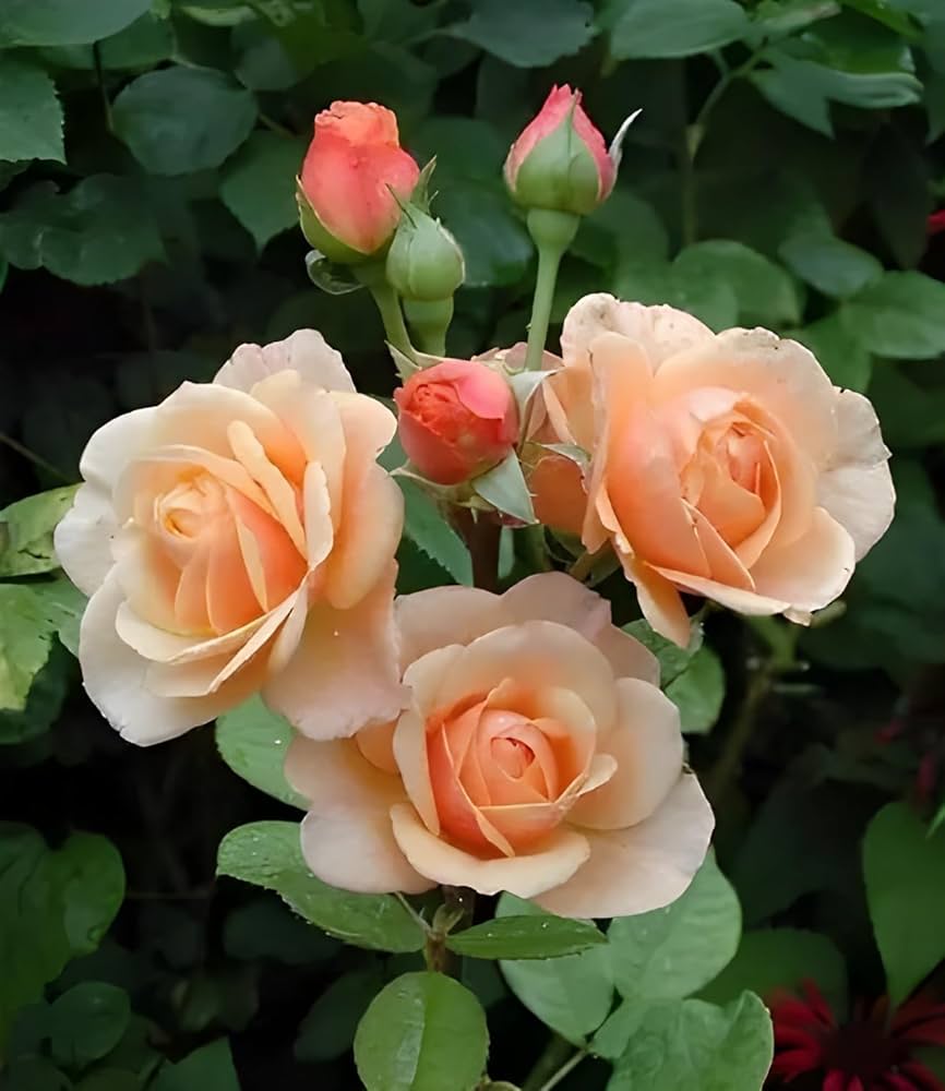 Majestic Climbing Rose Seeds For Planting