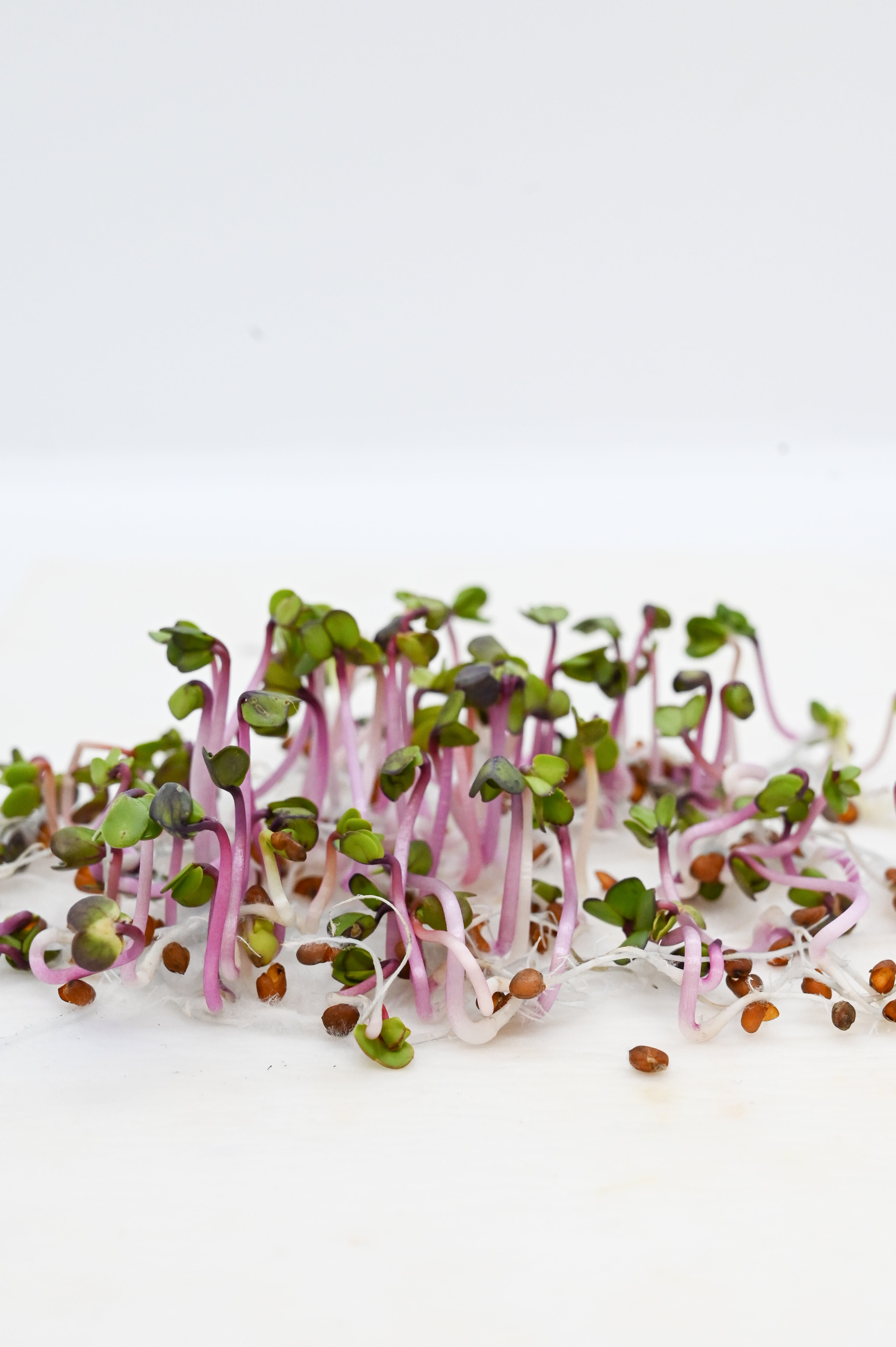 China Rose Rettichsamen seeds for spicy radishes