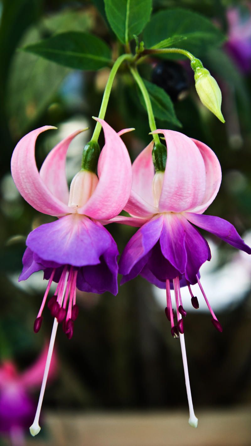 Light Violet Double Petals Fuchsia Flower Seeds For Planting