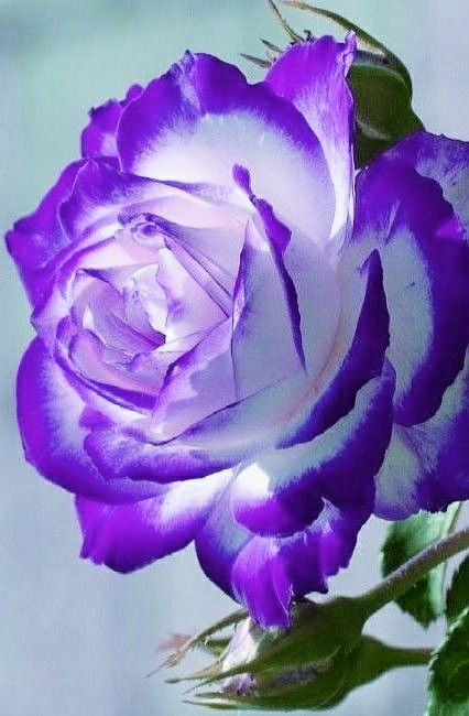 Rose Flower Seeds For Planting - Elegant Purple & White Blooms A Colorful Garden