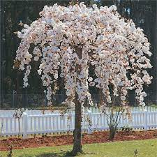 Ornamental Weeping Cherry Tree Seeds For Planting